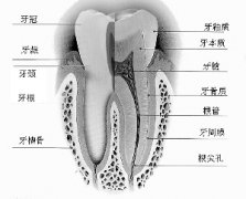 根管治疗后为什么牙齿还会变色?