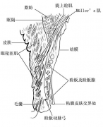麦粒肿 VS 霰粒肿,你能区分吗?